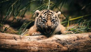 tiger 2 300x171 - tiger_2