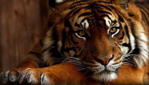 tiger 1 300x171 - tiger_1